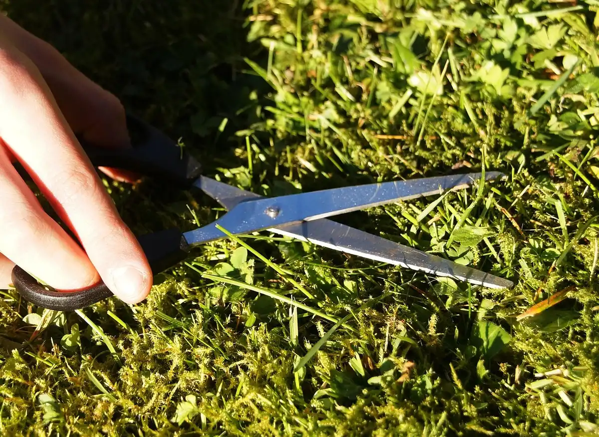 Pelouse teintée prête pour la tonte après séchage