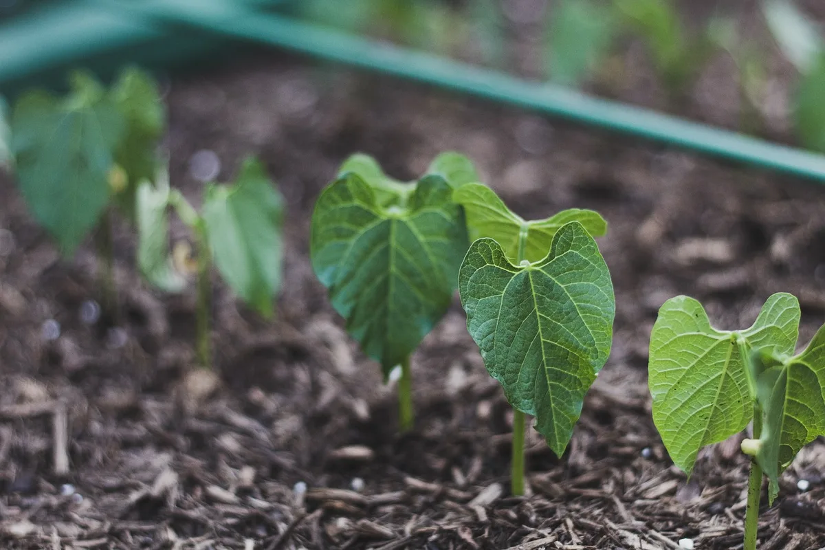 Préparation d'une bande de terre avec bêche et compost pour semis