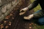 Comment semer des roses trémières en septembre à 15 cm du mur?