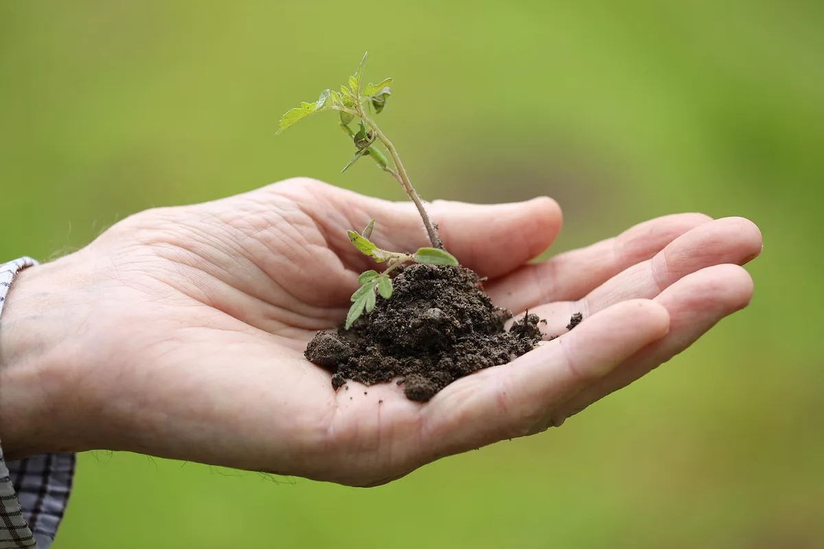 Plantation de bulbes au potager en automne avec une petite truelle