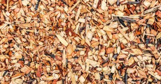 Mains de jardinier étalant du paillis et du marc de café autour des semis dans un potager