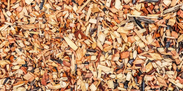 Mains de jardinier étalant du paillis et du marc de café autour des semis dans un potager