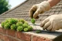 Pourquoi planter cette plante porte-bonheur à l’équinoxe pour une maison prospère au printemps ?
