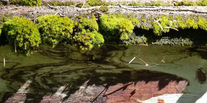 Mains appuyant une pierre plate sur une allée gravillonnée envahie de mousse humide