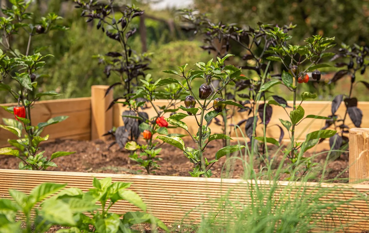 Bac surélevé avec drainage et gravier pour plantes aromatiques