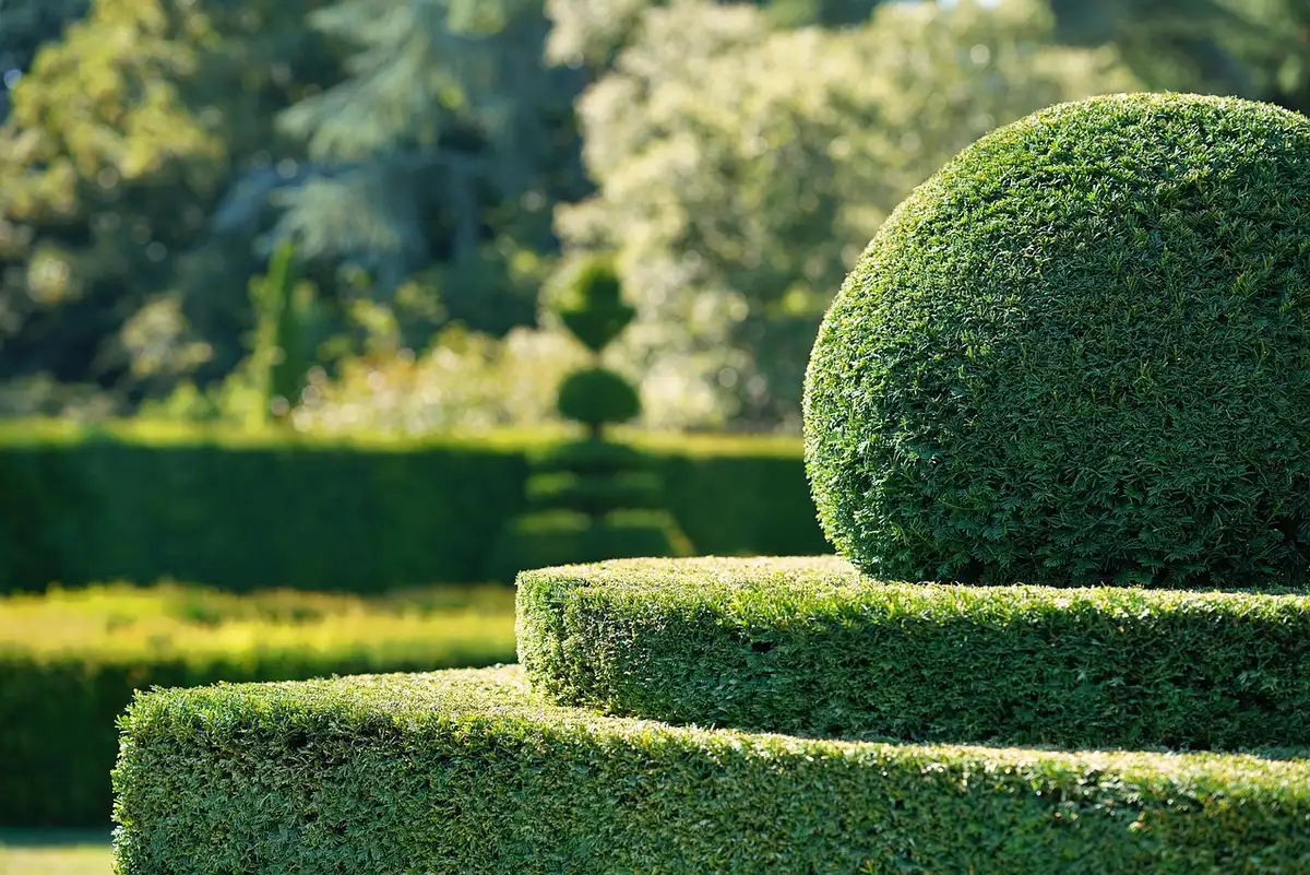 Jardinier examinant une haie et testant la souplesse d'un rameau