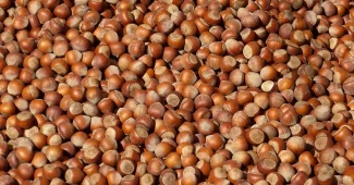 Coquilles de noix et de noisettes sur un établi de jardin avec outil et gants