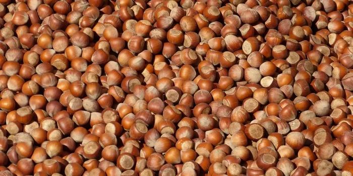 Coquilles de noix et de noisettes sur un établi de jardin avec outil et gants