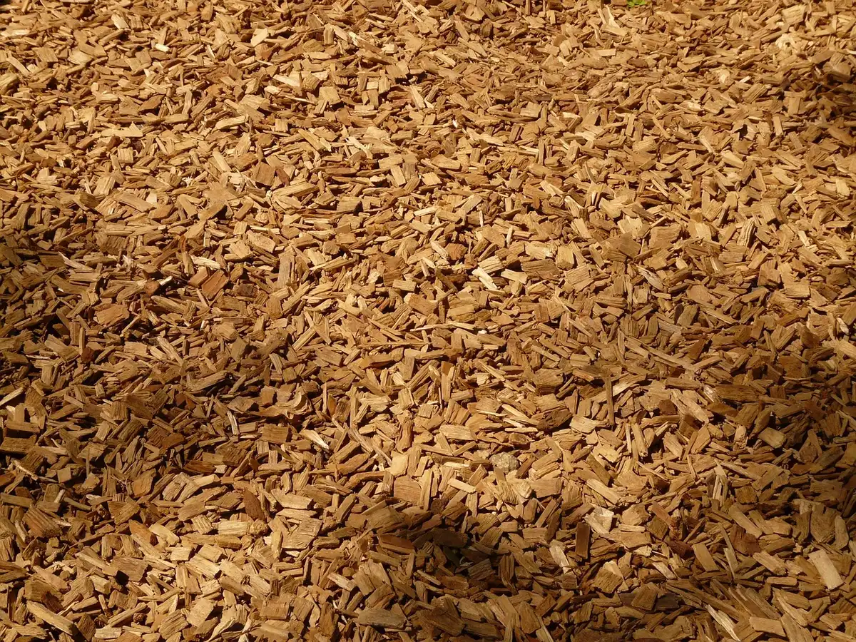 Mains anonymes étalant des feuilles broyées autour des plantes