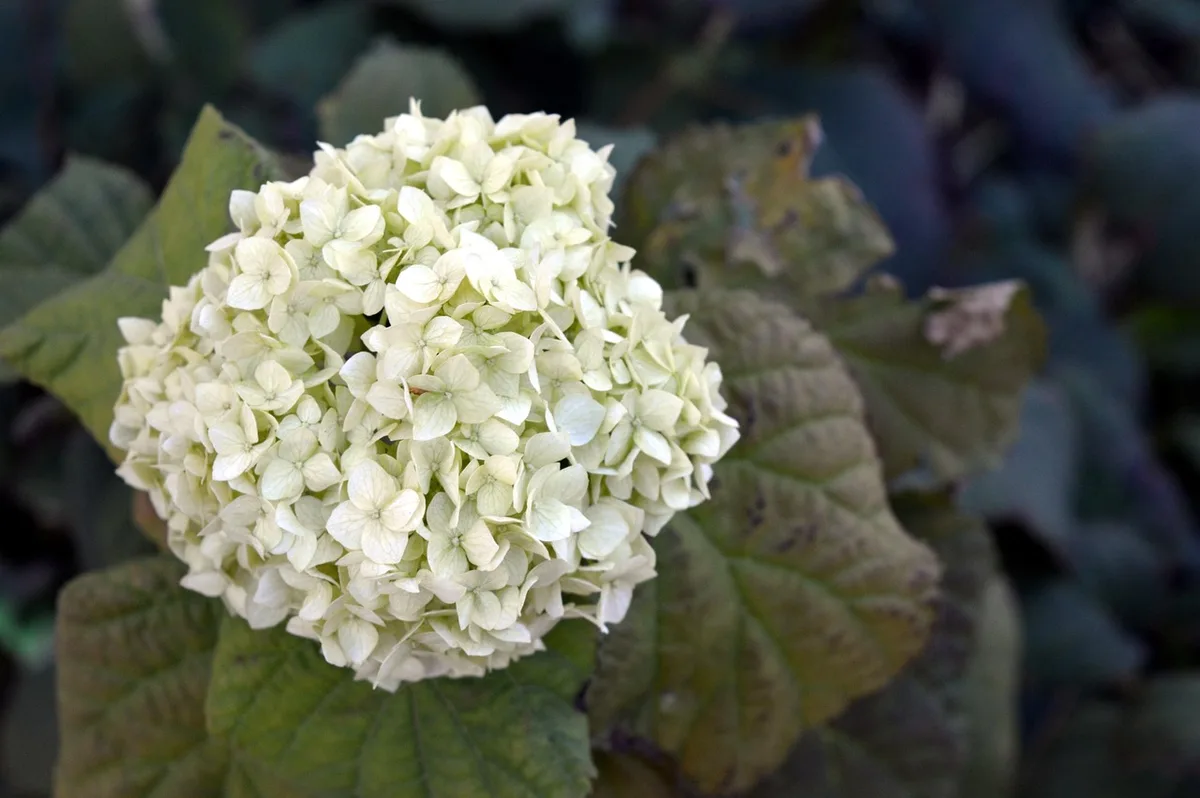 Gros plan sur un hortensia avec des bourgeons à l'automne