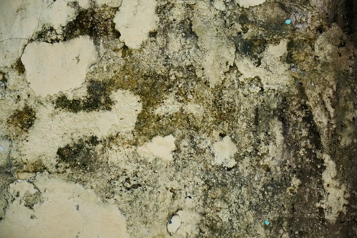 Mur en pied présentant des traces de salpêtre près du sol