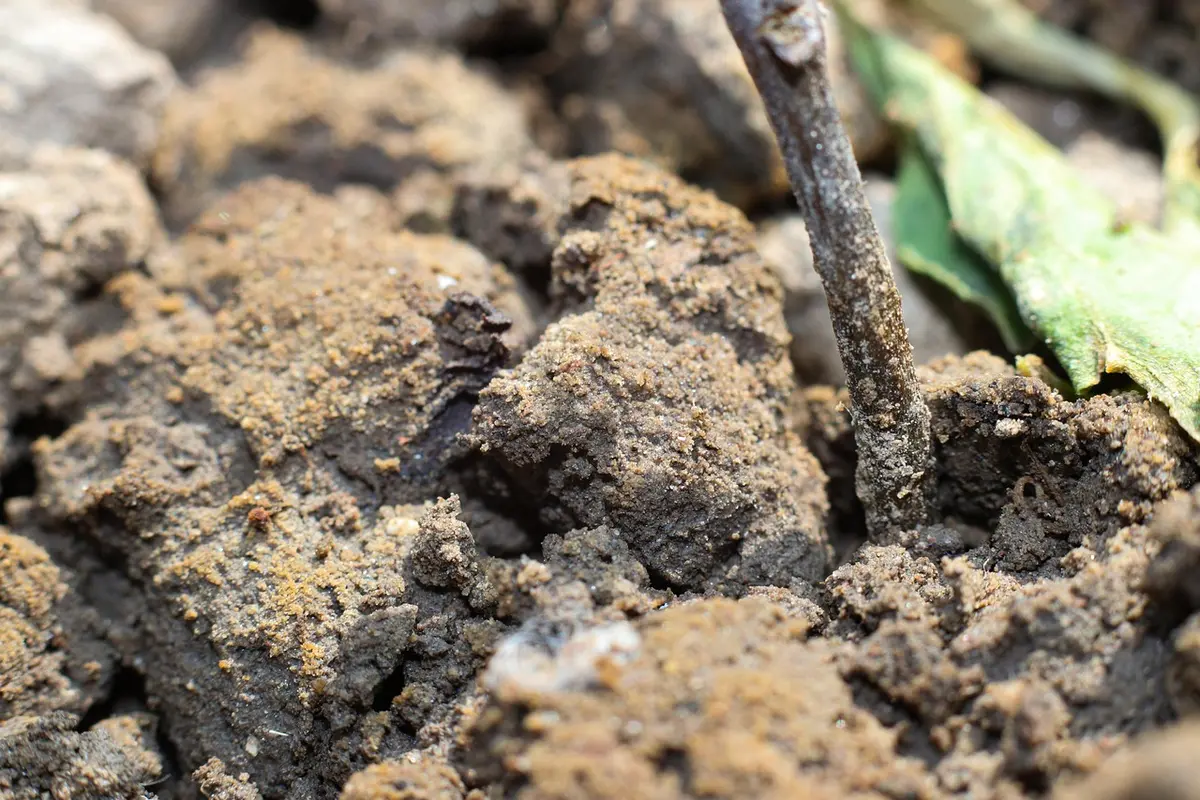 Main étalant du compost fin sur un lit de semence en plein jour