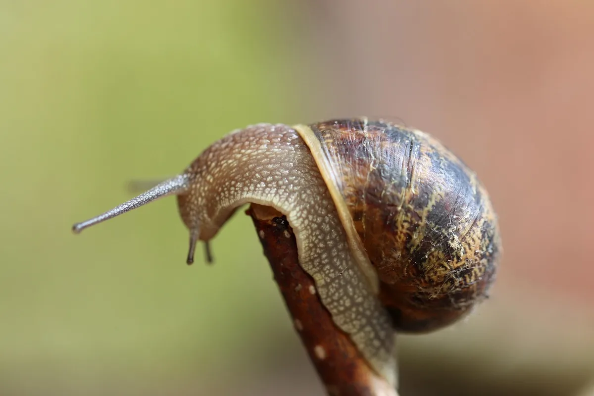 Schéma simplifié montrant plusieurs couches de sécurité domestique