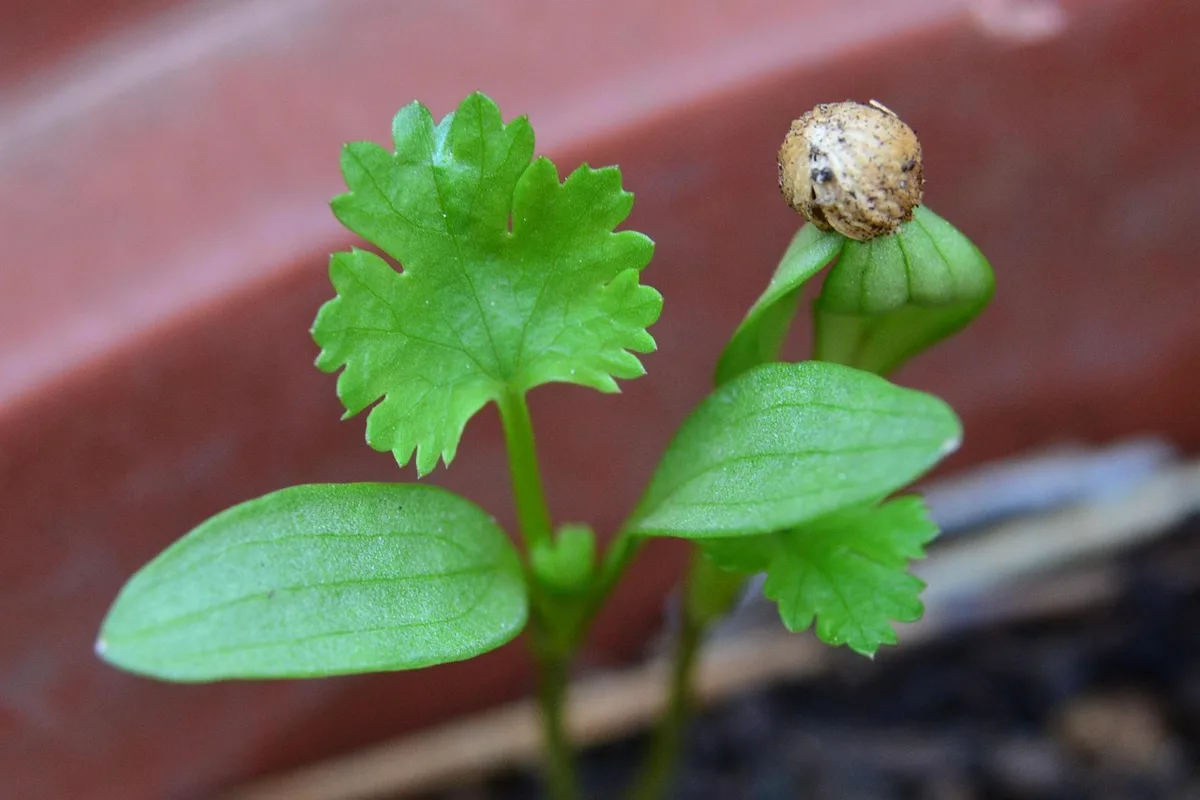 Sol de jardin en octobre prêt au semis, surface légèrement chaude