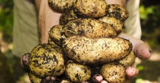 Potager de jour avec paillis organique étalé sur la terre, brouette et gants