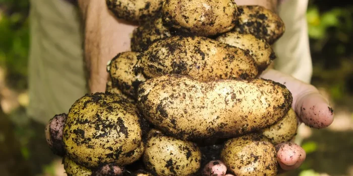 Potager de jour avec paillis organique étalé sur la terre, brouette et gants