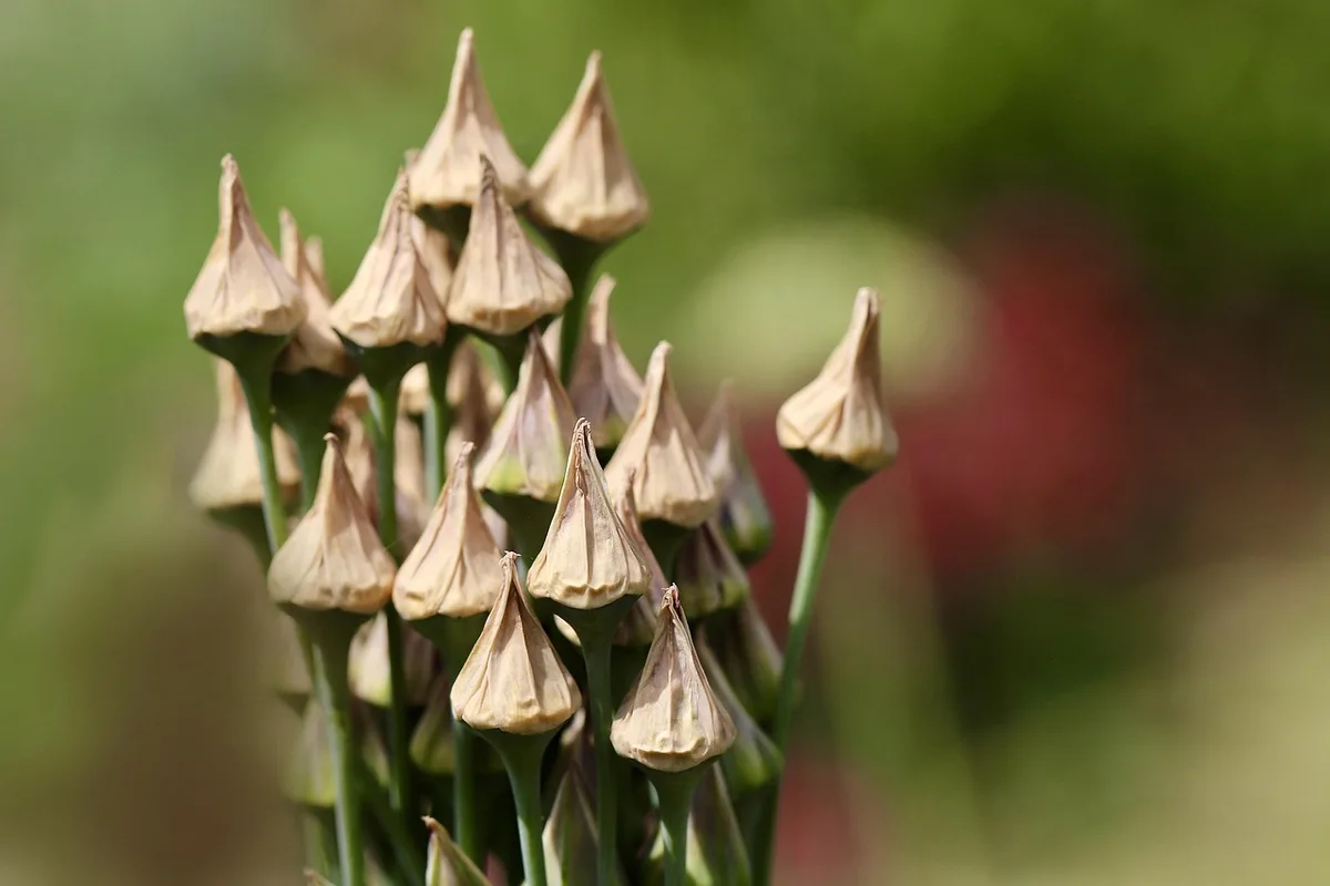 Mains d'un jardinier ramenant de la terre autour de la base d'un poireau