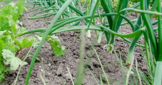Jardin en plein jour: buttage des poireaux avec une binette près des plants
