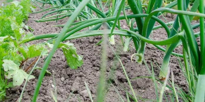 Jardin en plein jour: buttage des poireaux avec une binette près des plants