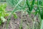 Jardin en plein jour: buttage des poireaux avec une binette près des plants