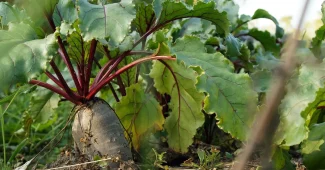Mains gantées retirant une motte d'un pot sur une table de jardin en plein jour