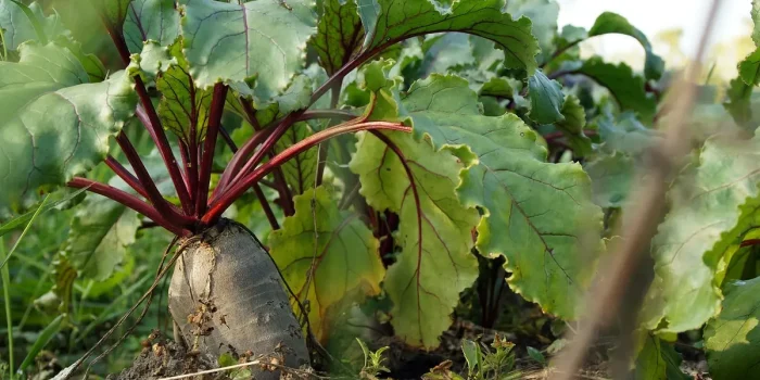 Mains gantées retirant une motte d'un pot sur une table de jardin en plein jour