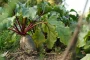 Mains gantées retirant une motte d'un pot sur une table de jardin en plein jour