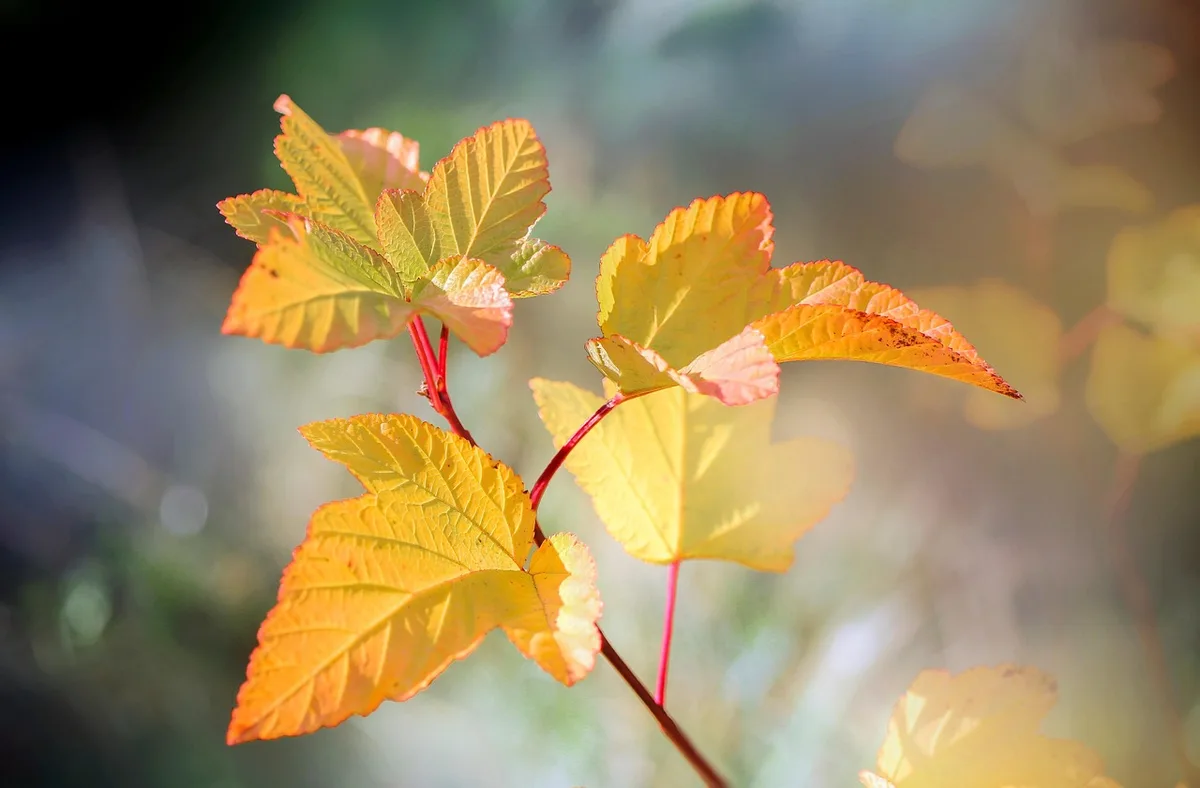 Coin détente dans une véranda baignée de lumière avec plantes et fauteuils